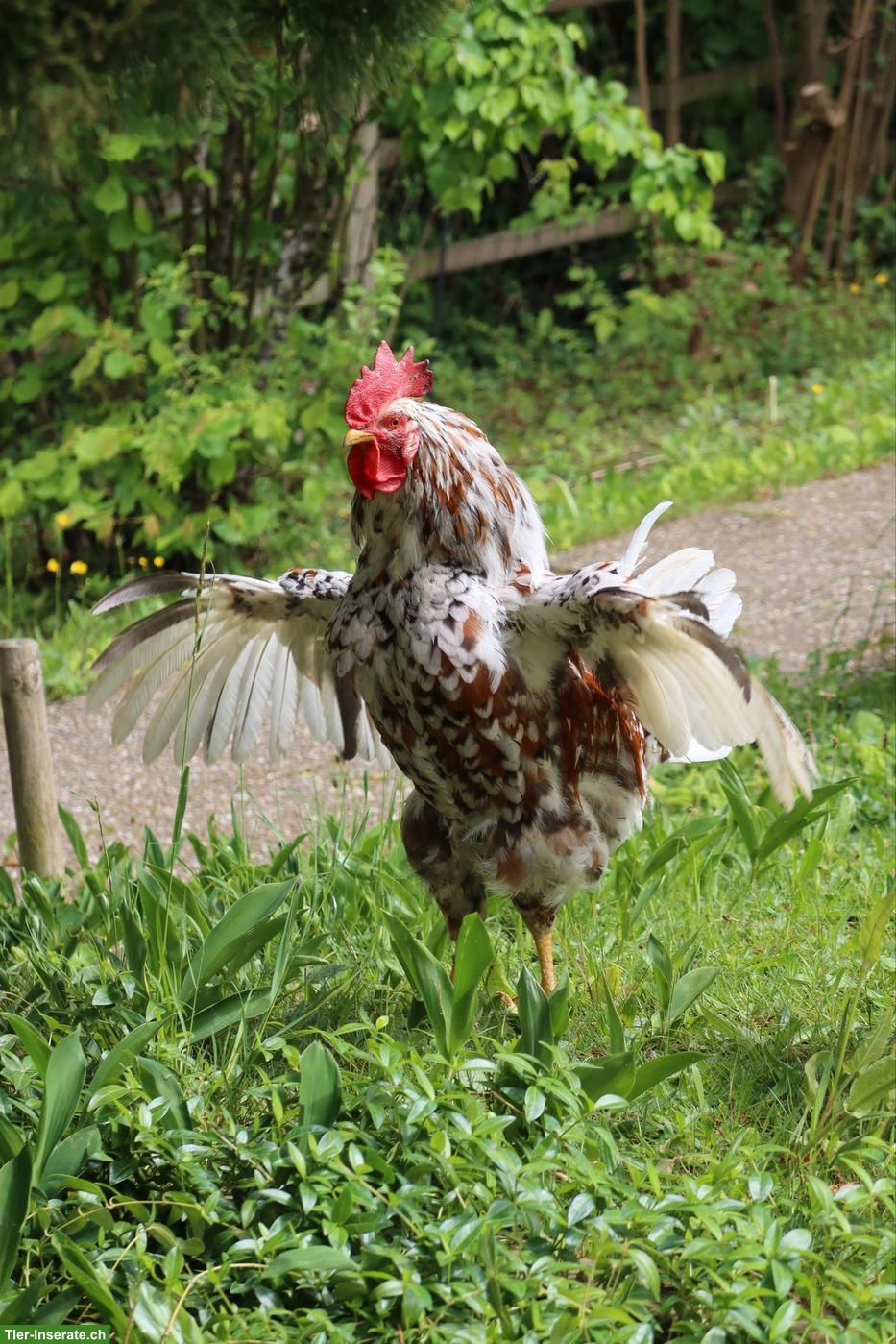 Bild 2: Junger Hahn, Schwedisches Blumenhuhn