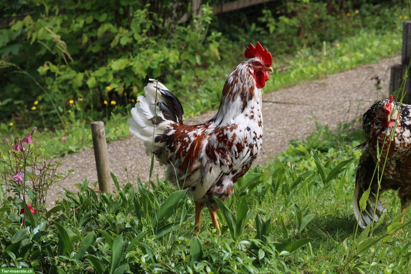 Bild 3: Junger Hahn, Schwedisches Blumenhuhn
