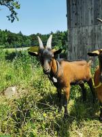 Gemsfarbige Gebirgsziegen-Bock zu verkaufen