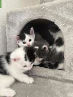Katzenbabys suchen neues Zuhause ❤️