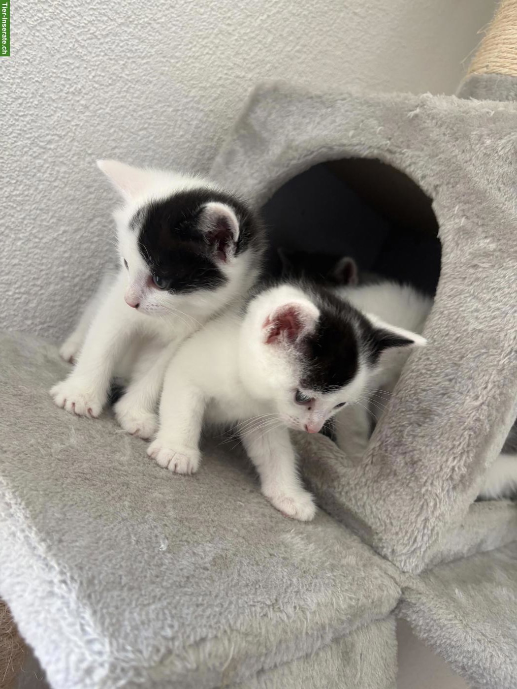 Bild 2: Katzenbabys suchen neues Zuhause ❤️