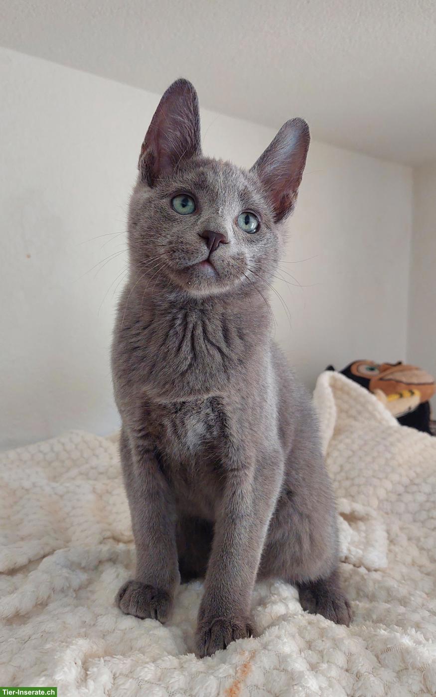Kitten Russisch Blau und Weiss mit Stammbaum