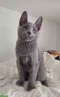 Kitten Russisch Blau und Weiss mit Stammbaum