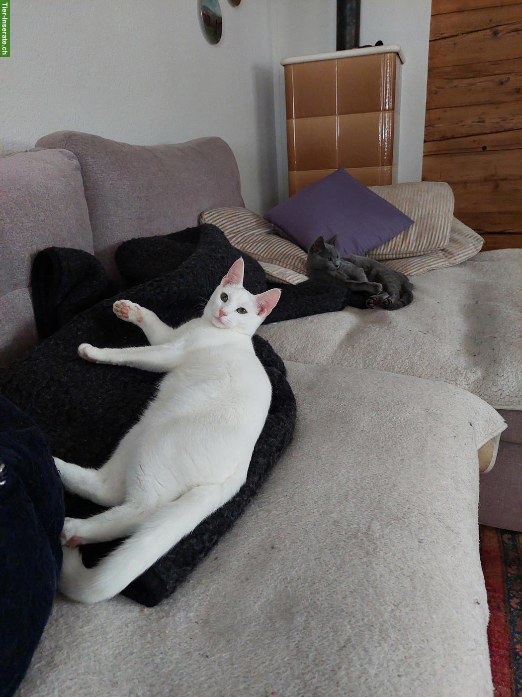 Bild 10: Kitten Russisch Blau und Weiss mit Stammbaum