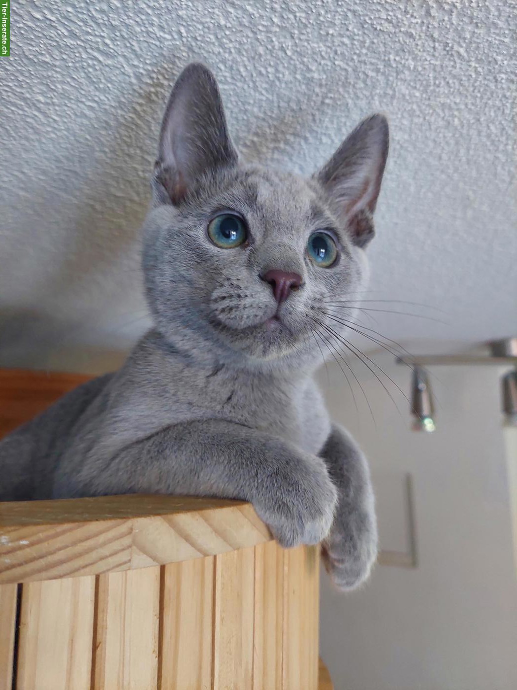 Bild 2: Kitten Russisch Blau und Weiss mit Stammbaum