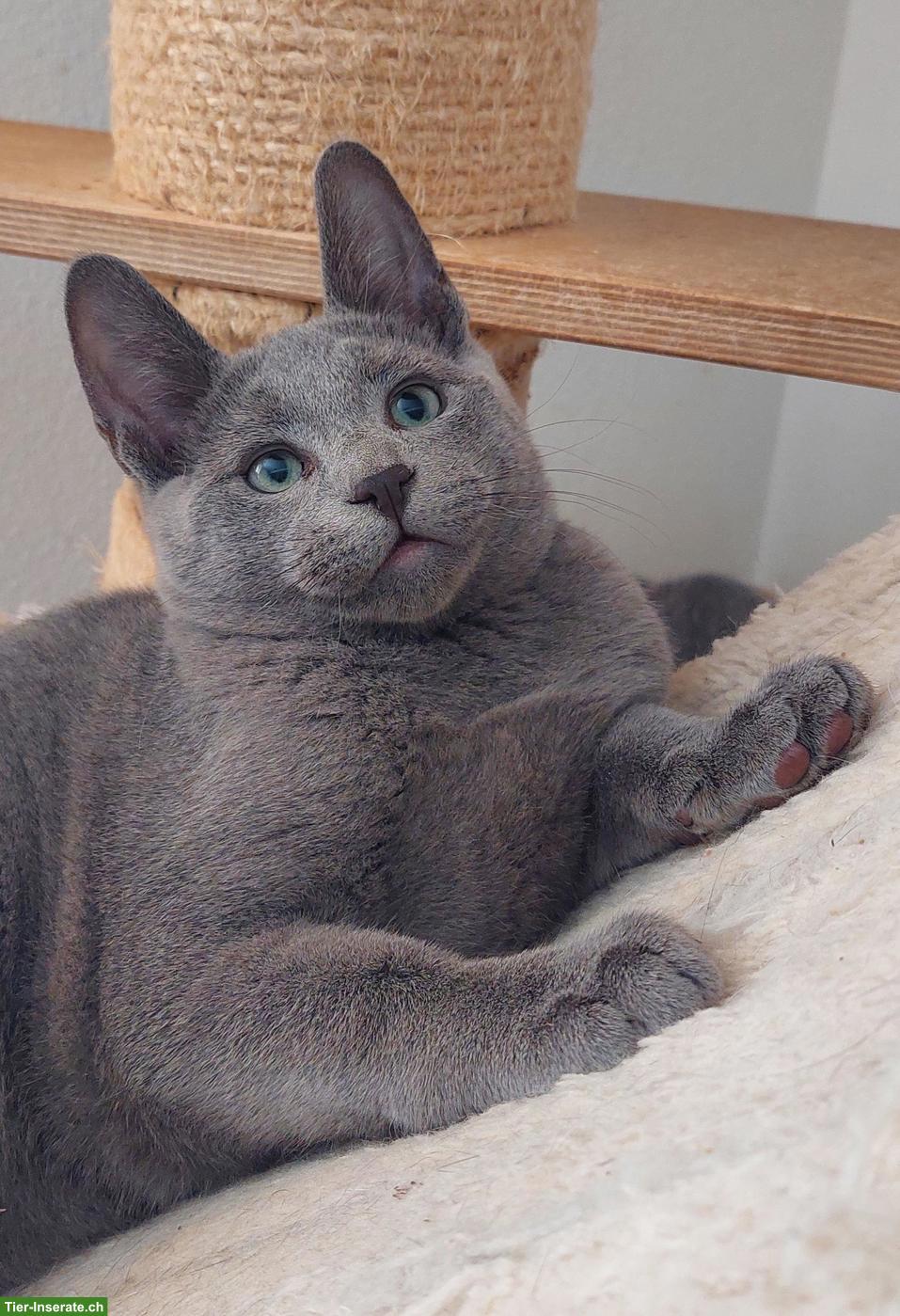 Bild 3: Kitten Russisch Blau und Weiss mit Stammbaum
