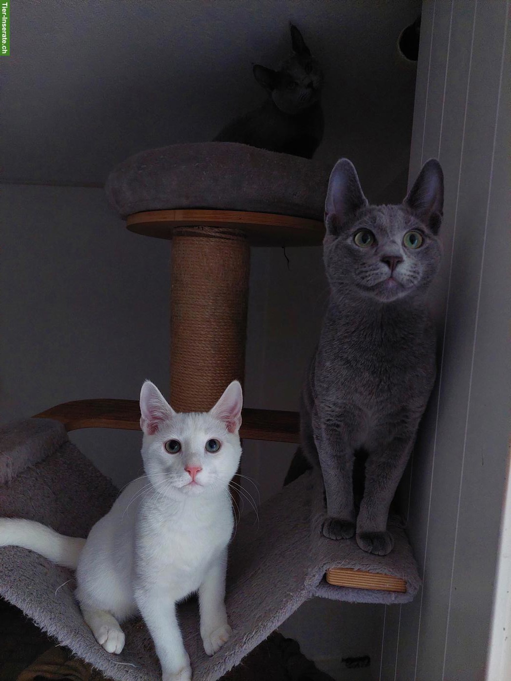 Bild 4: Kitten Russisch Blau und Weiss mit Stammbaum