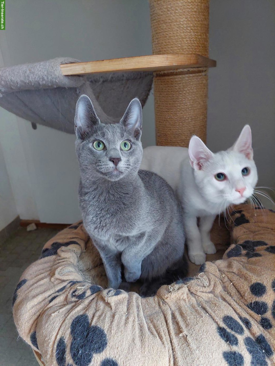 Bild 5: Kitten Russisch Blau und Weiss mit Stammbaum