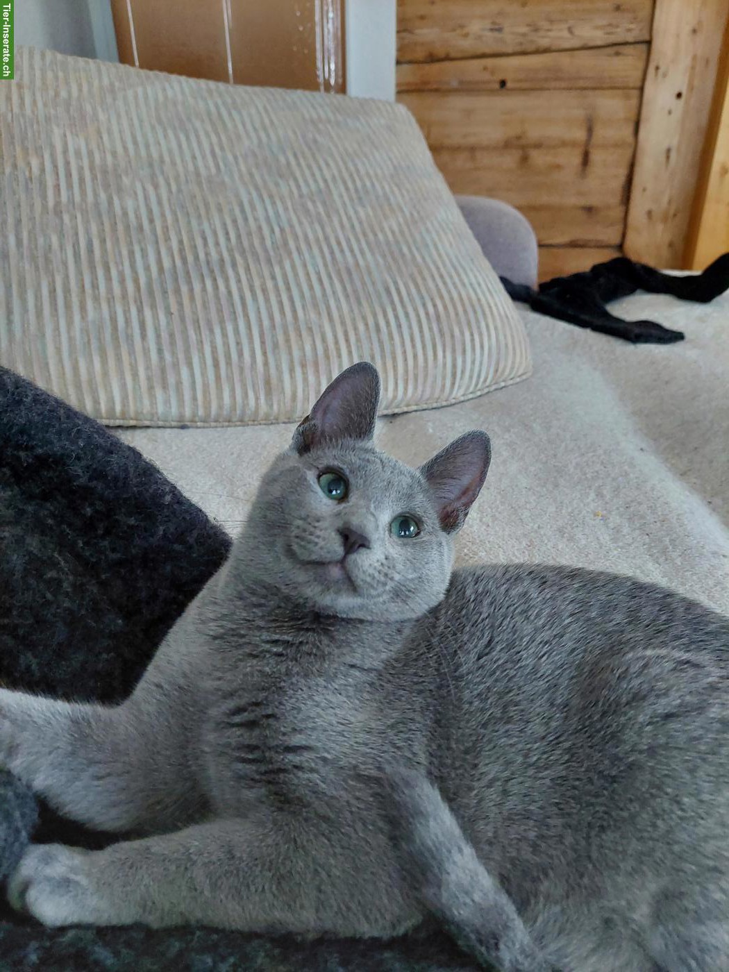 Bild 6: Kitten Russisch Blau und Weiss mit Stammbaum