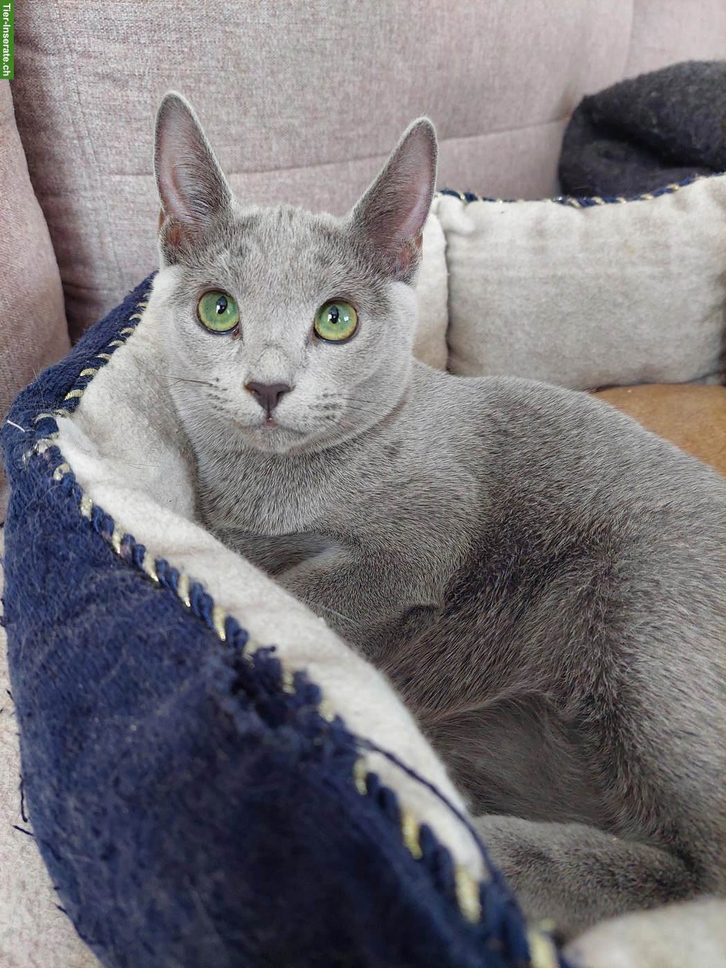 Bild 7: Kitten Russisch Blau und Weiss mit Stammbaum