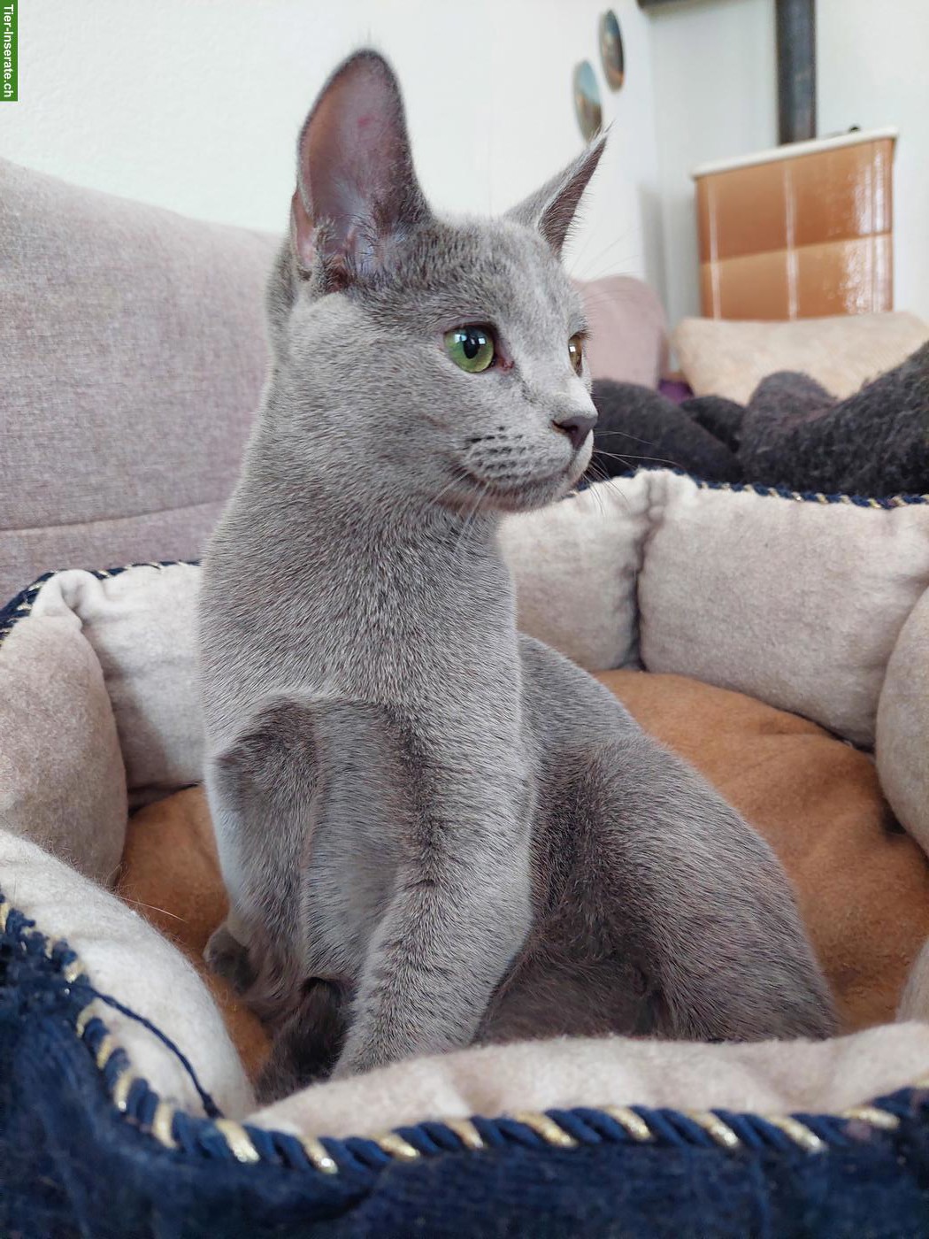 Bild 8: Kitten Russisch Blau und Weiss mit Stammbaum