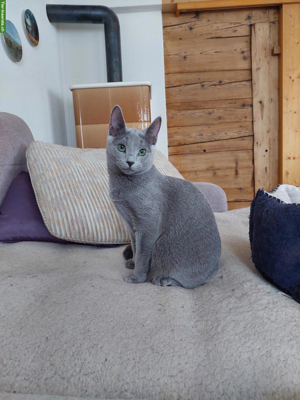 Bild 9: Kitten Russisch Blau und Weiss mit Stammbaum