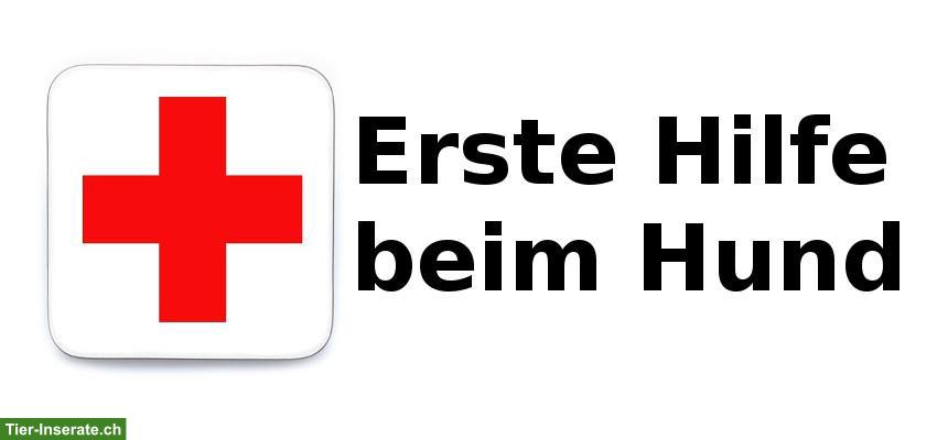 Erste Hilfe Kurs für Hundehalter in Stein AG