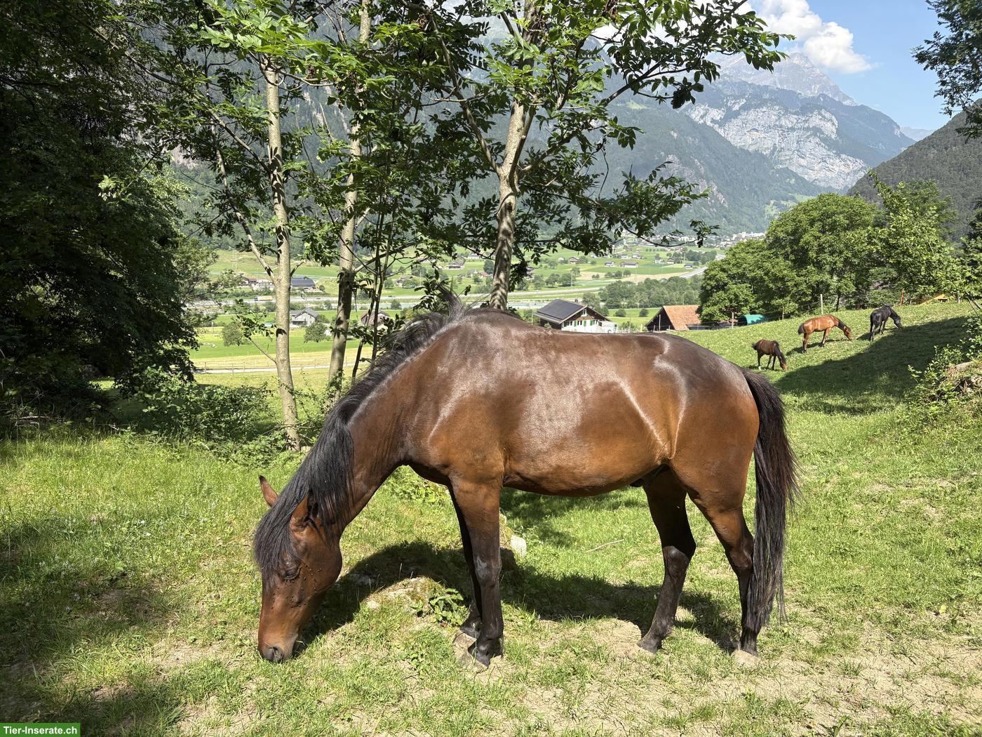 New Forest Jungpferd aus eigener Zucht zu verkaufen