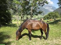 New Forest Jungpferd aus eigener Zucht zu verkaufen