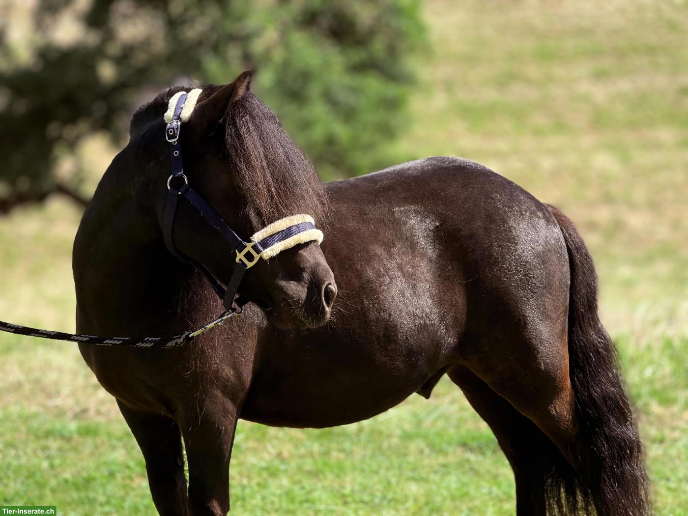 Shetlandpony Wallach, 1.05m, geritten