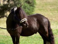 Shetlandpony Wallach, 1.05m, geritten