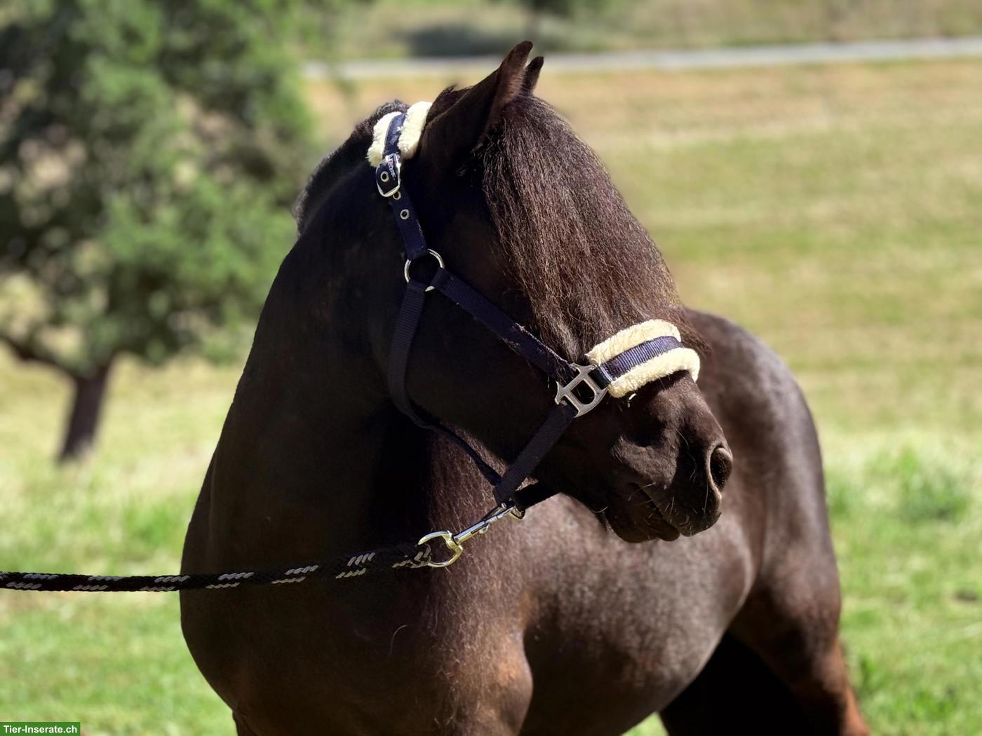 Bild 2: Shetlandpony Wallach, 1.05m, geritten