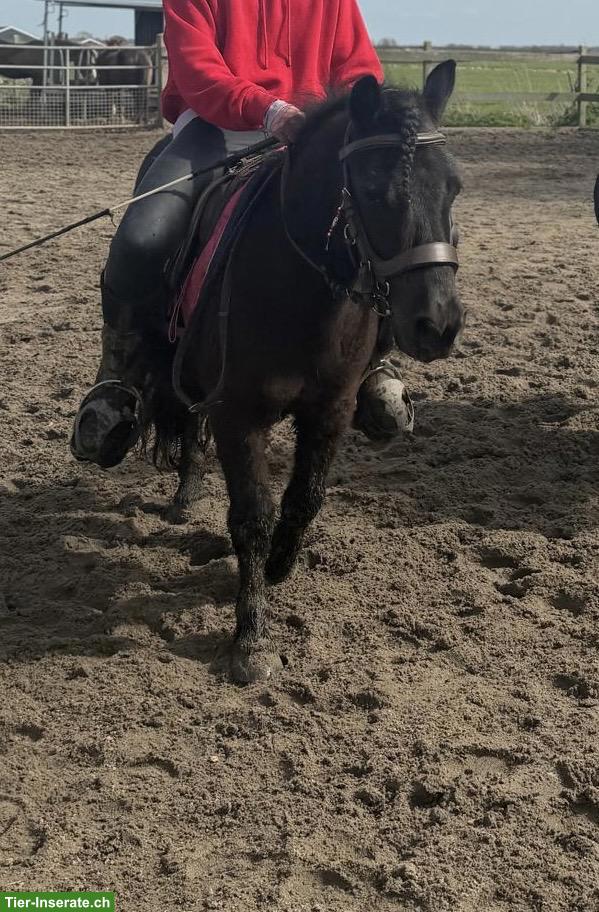 Bild 3: Shetlandpony Wallach, 1.05m, geritten