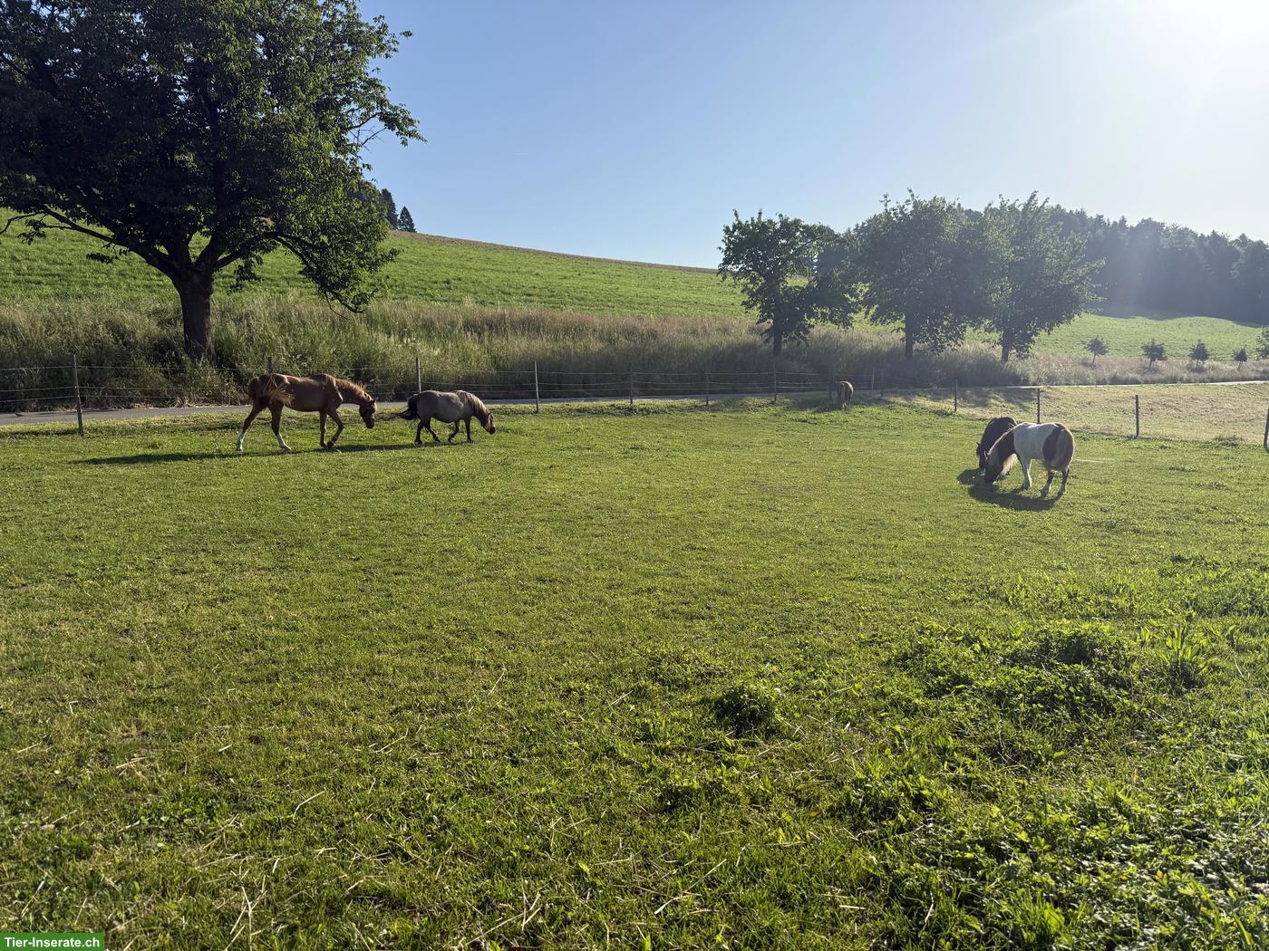 Bild 4: Shetlandpony Wallach, 1.05m, geritten