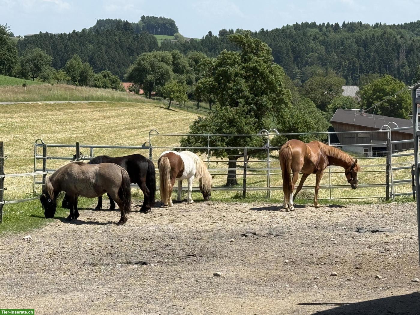 Bild 5: Shetlandpony Wallach, 1.05m, geritten