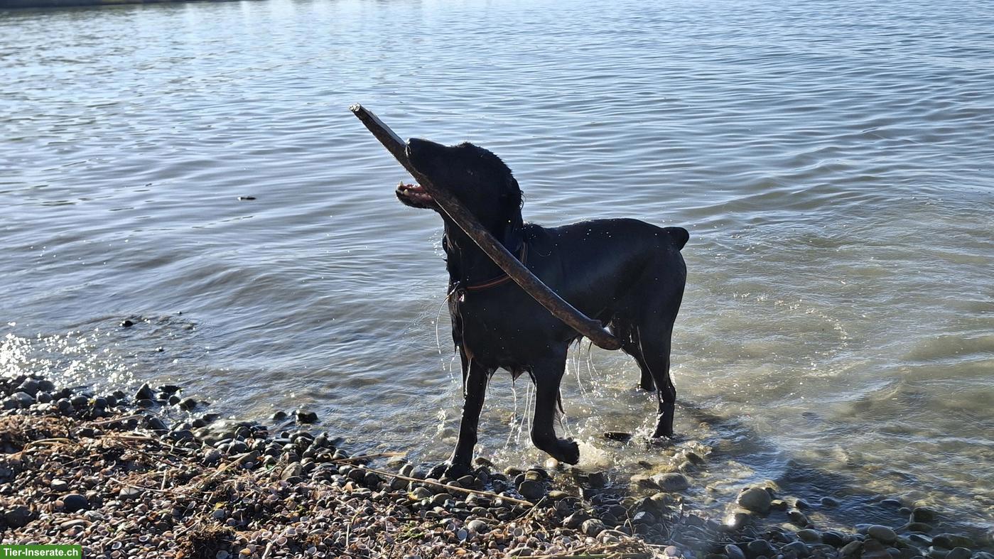 Flat Coated Retriever Welpen | Wurfankündigung