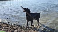 Flat Coated Retriever Welpen | Wurfankündigung