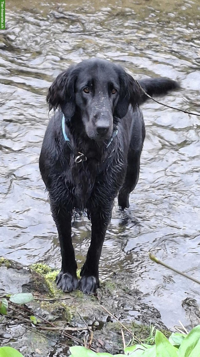 Bild 2: Flat Coated Retriever Welpen | Wurfankündigung