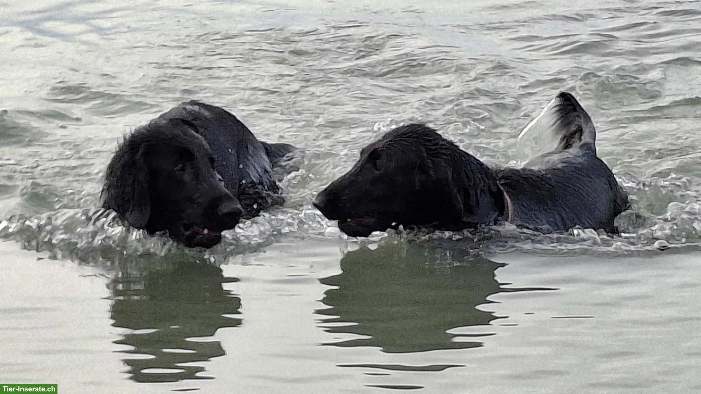 Bild 3: Flat Coated Retriever Welpen | Wurfankündigung