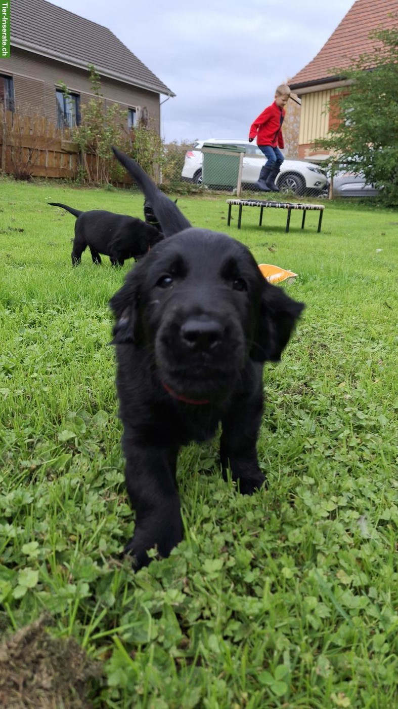 Bild 4: Flat Coated Retriever Welpen | Wurfankündigung