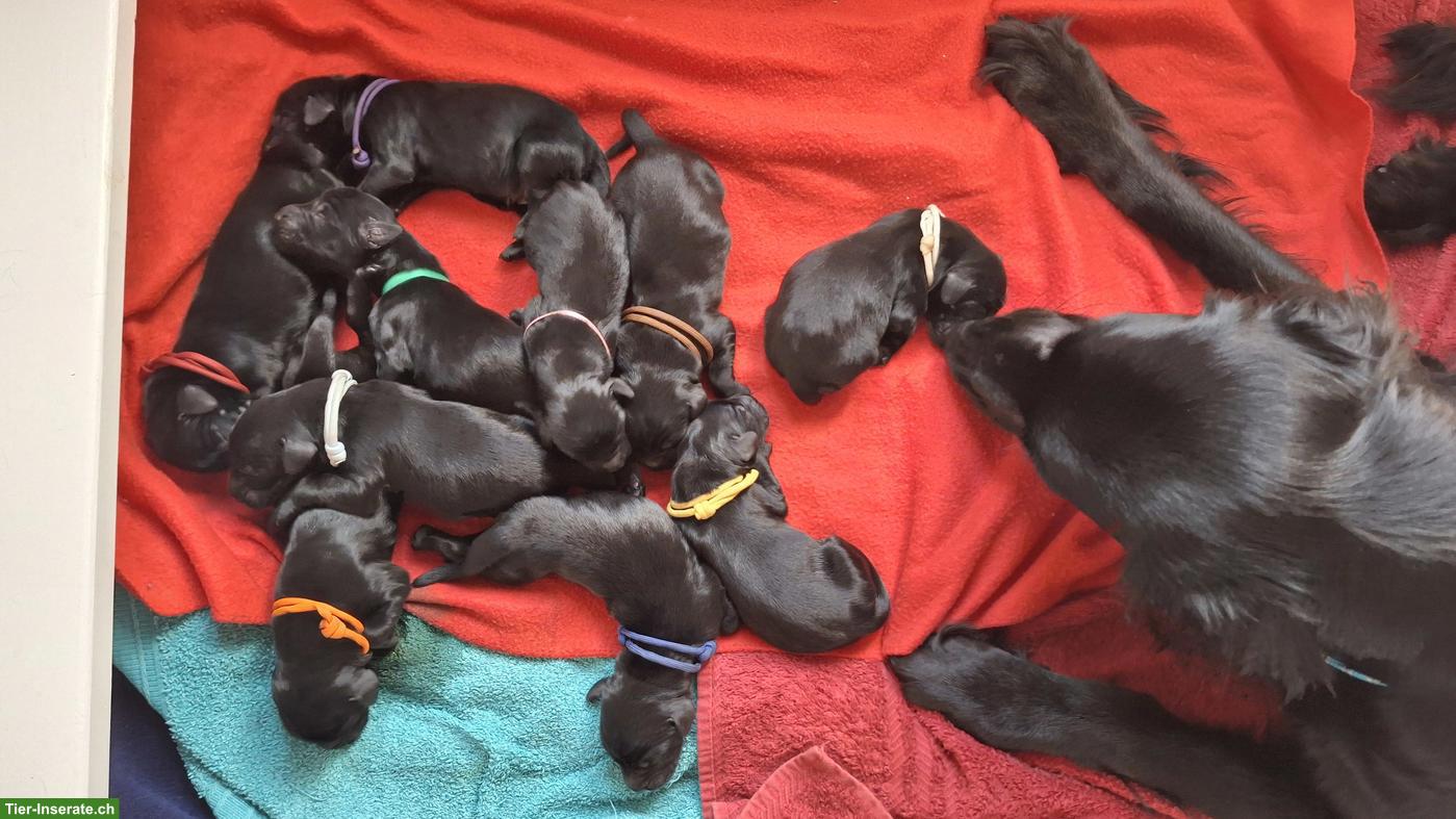 Bild 5: Flat Coated Retriever Welpen | Wurfankündigung