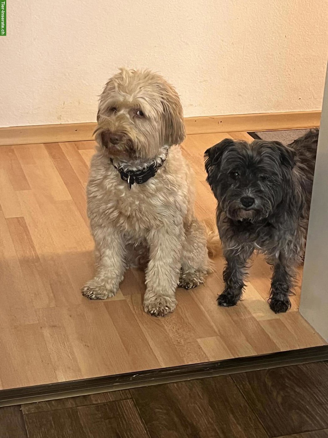 Bild 3: Familiäre Hundebetreuung mit Herz