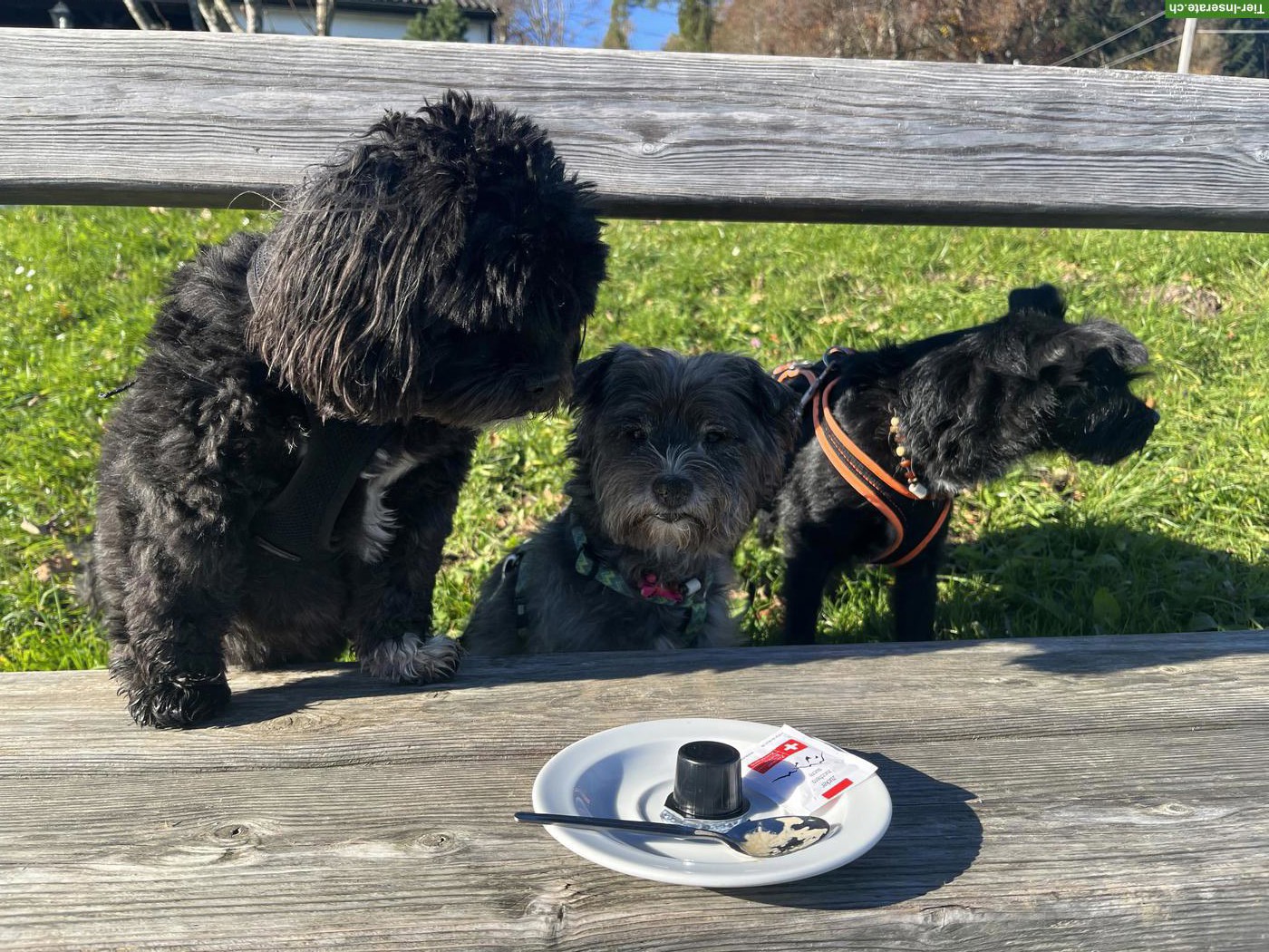 Bild 4: Familiäre Hundebetreuung mit Herz