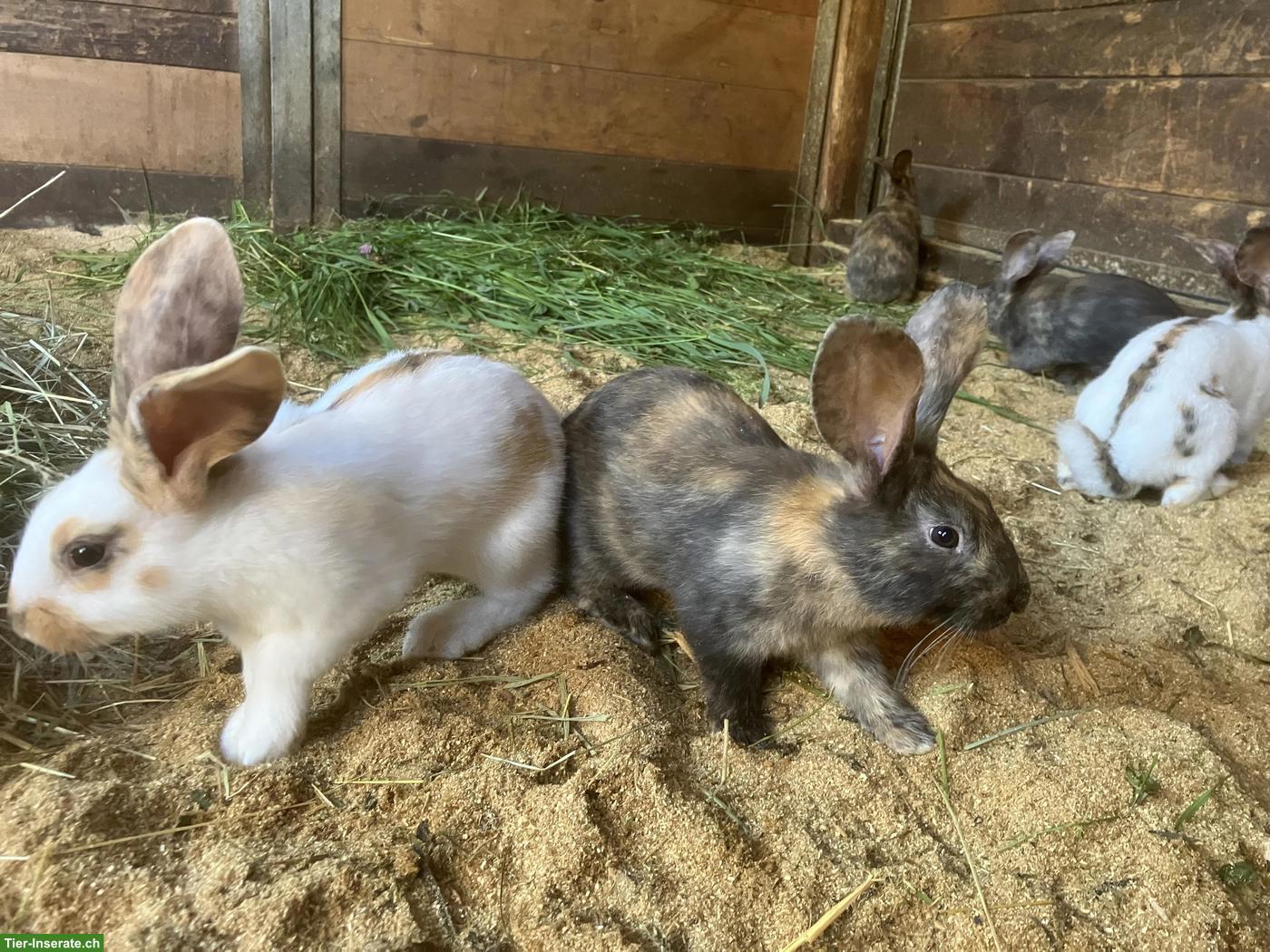 Junge Kaninchen aus April-Wurf