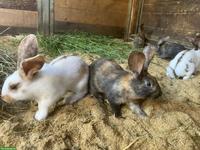 Junge Kaninchen aus April-Wurf