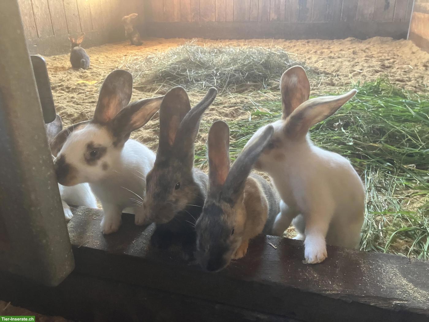 Bild 2: Junge Kaninchen aus April-Wurf