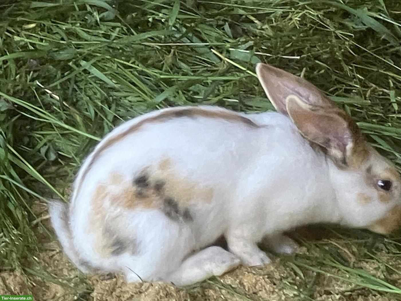 Bild 3: Junge Kaninchen aus April-Wurf
