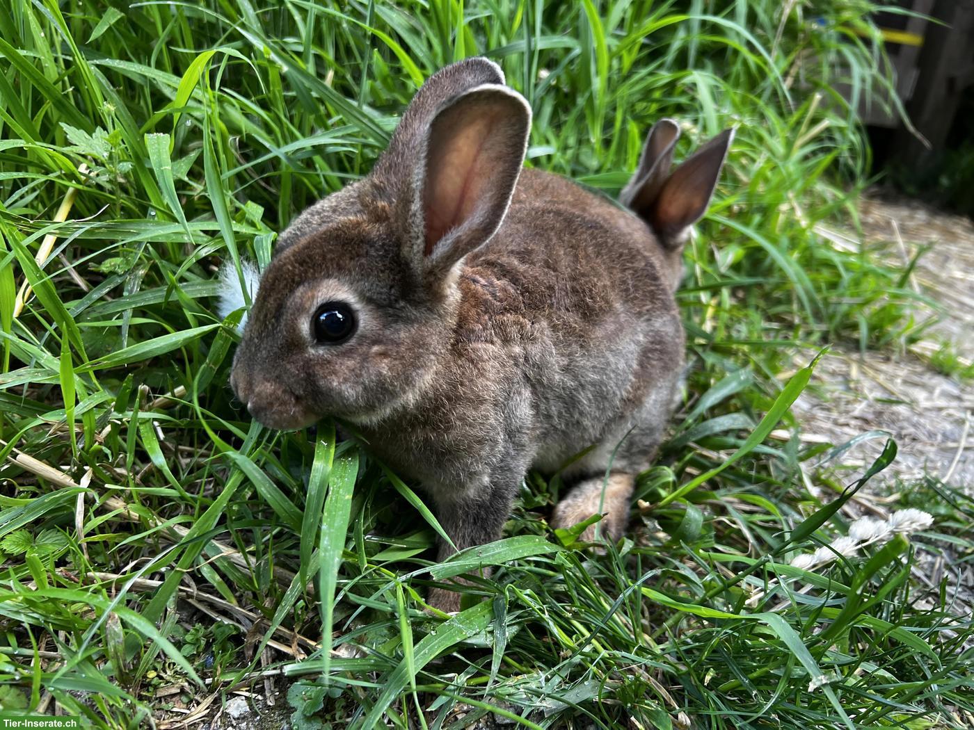 2 junge Kaninchen, Minirex, Castor, familienerprobt