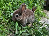 2 junge Kaninchen, Minirex, Castor, familienerprobt