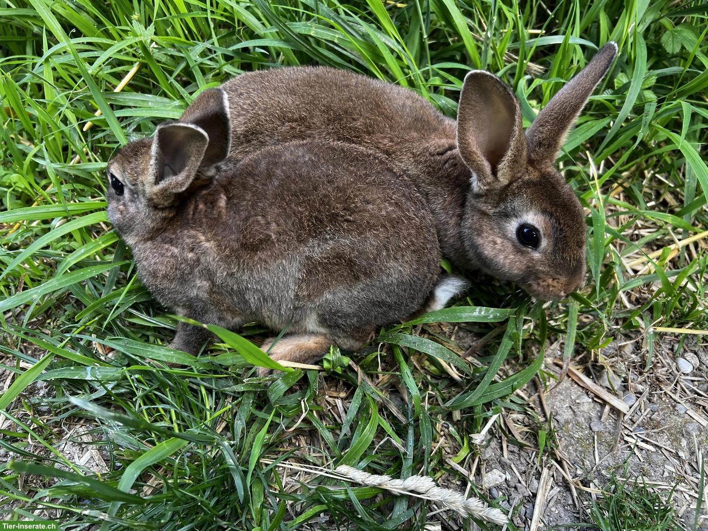 Bild 3: 2 junge Kaninchen, Minirex, Castor, familienerprobt