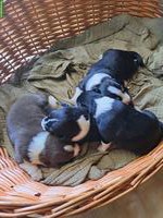 Appenzeller Sennenhund Welpen zu verkaufen