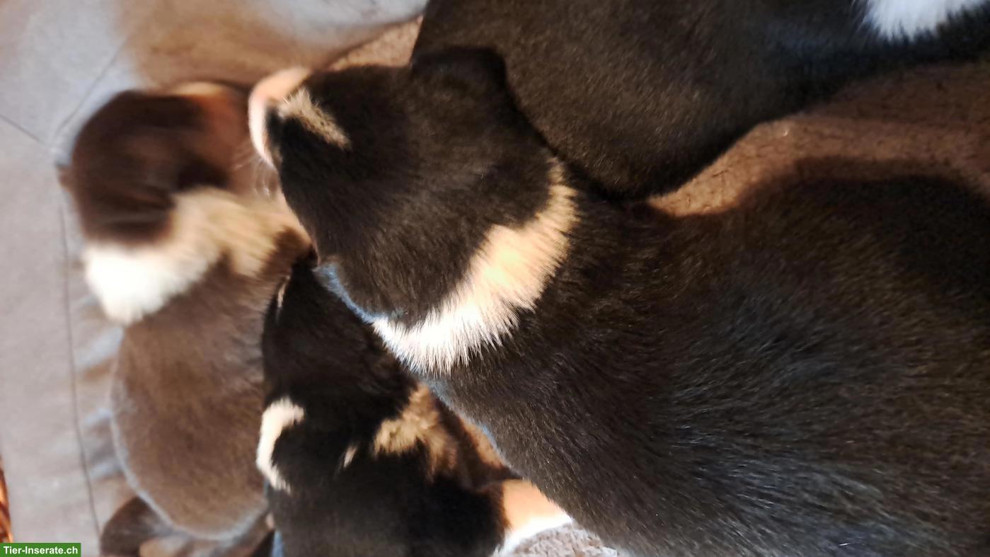 Bild 10: Appenzeller Sennenhund Welpen zu verkaufen