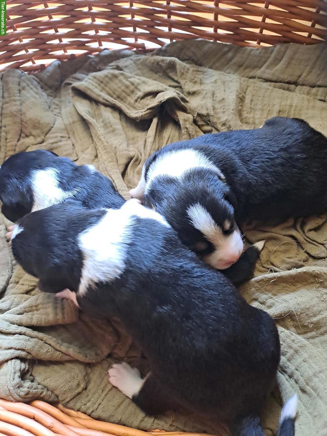 Bild 2: Appenzeller Sennenhund Welpen zu verkaufen