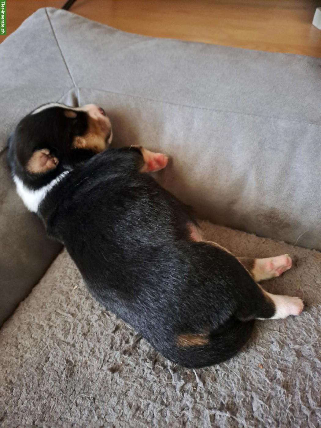Bild 3: Appenzeller Sennenhund Welpen zu verkaufen