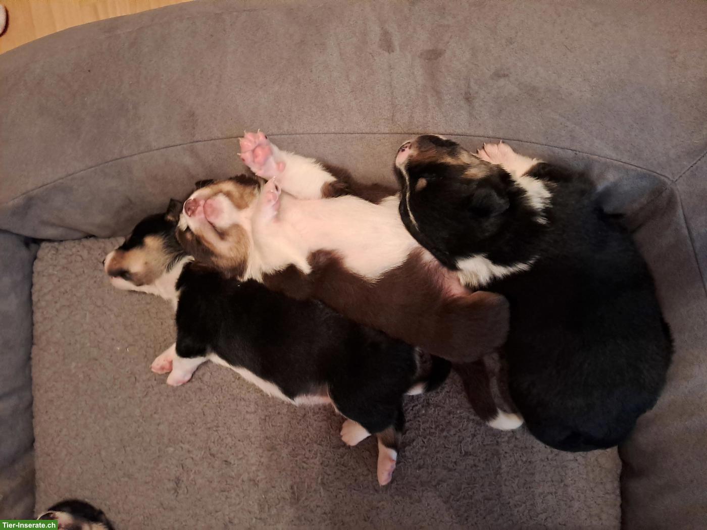 Bild 4: Appenzeller Sennenhund Welpen zu verkaufen