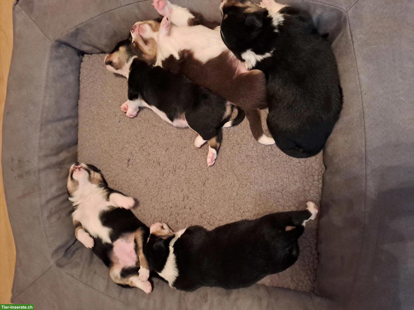 Bild 5: Appenzeller Sennenhund Welpen zu verkaufen