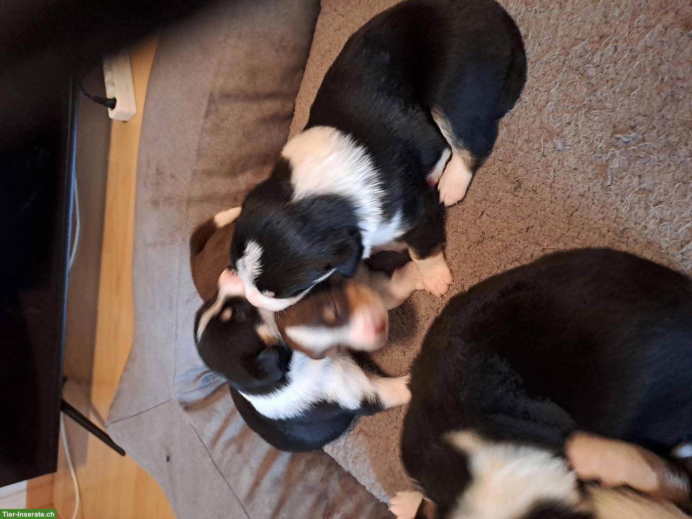 Bild 6: Appenzeller Sennenhund Welpen zu verkaufen