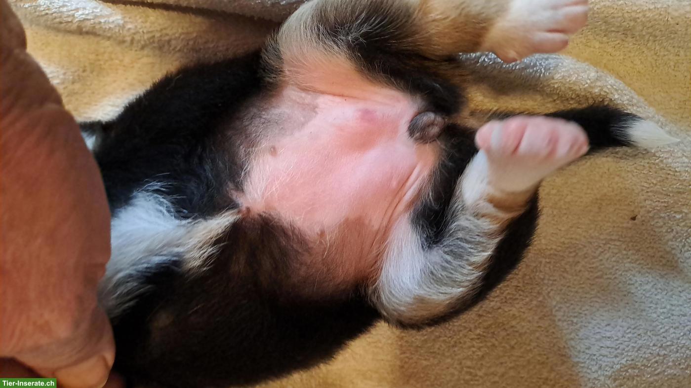Bild 7: Appenzeller Sennenhund Welpen zu verkaufen