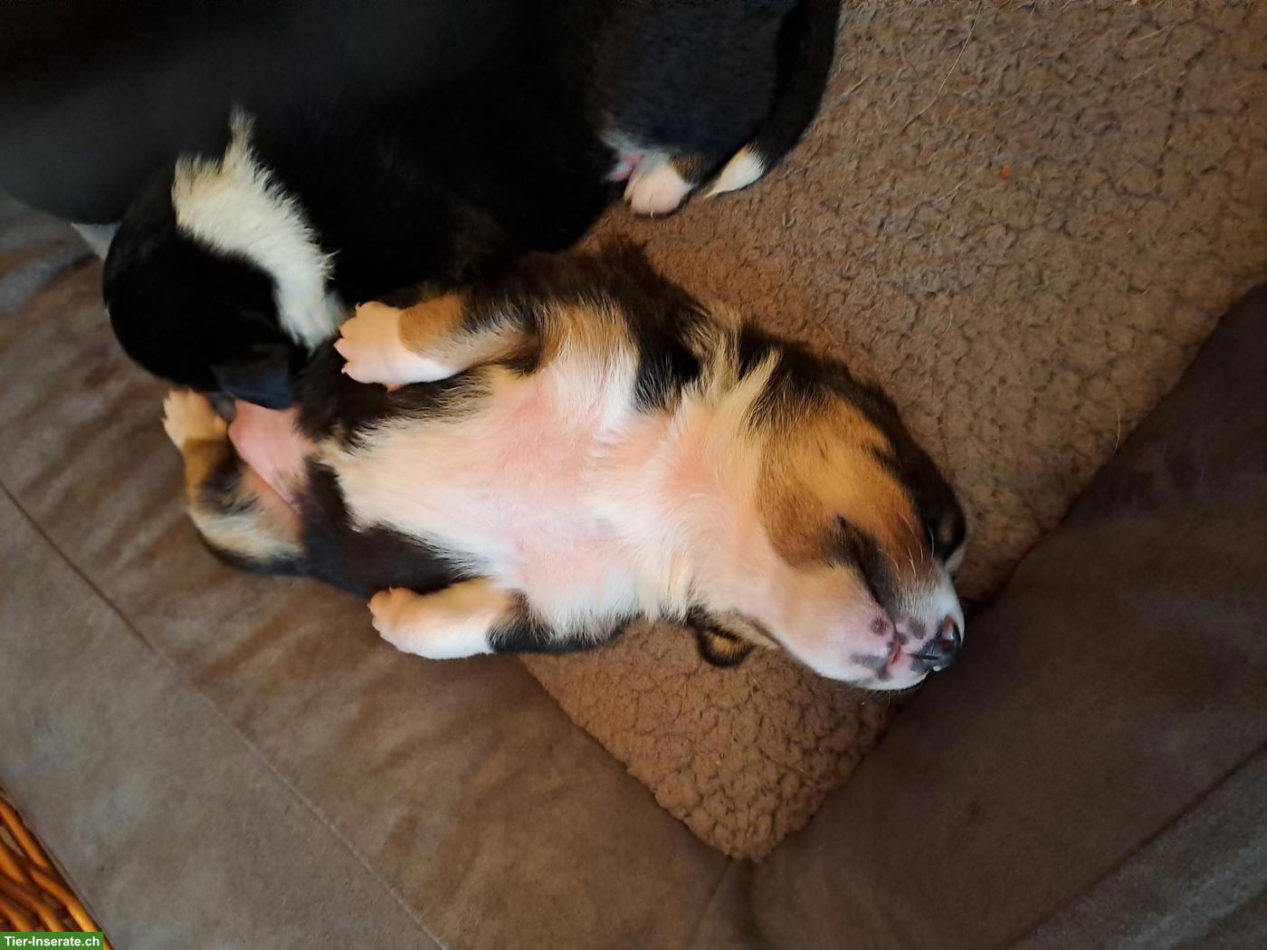 Bild 8: Appenzeller Sennenhund Welpen zu verkaufen