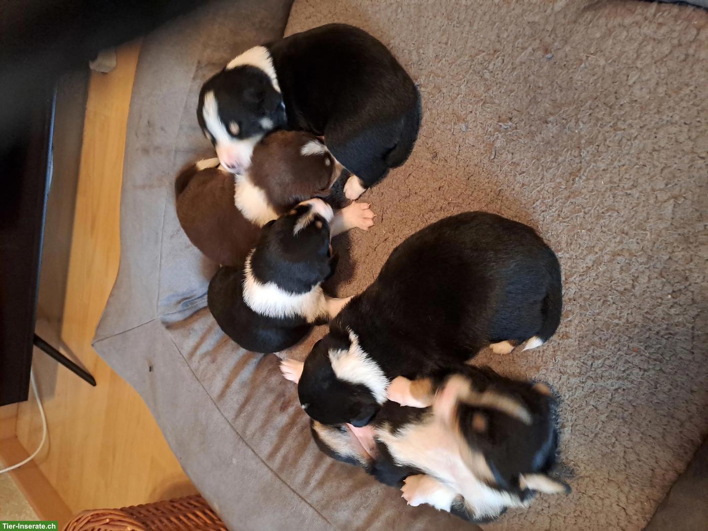 Bild 9: Appenzeller Sennenhund Welpen zu verkaufen
